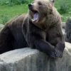 Vânător atacat de urs în Gorj, transportat la spital în București