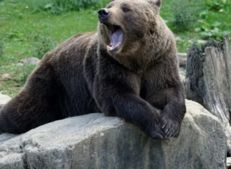 Vânător atacat de urs în Gorj, transportat la spital în București