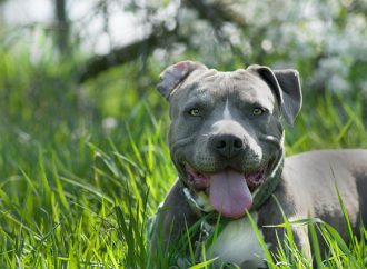Povestea fascinantă a rasei de câini Amstaff: originea și evoluția lor