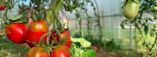 Florval Agritech Concept S.R.L. anunță finalizarea proiectului „DIGITALIZARE FLORVAL AGRITECH CONCEPT S.R.L.”, finanțat prin Planul Național de Redresare și Reziliență