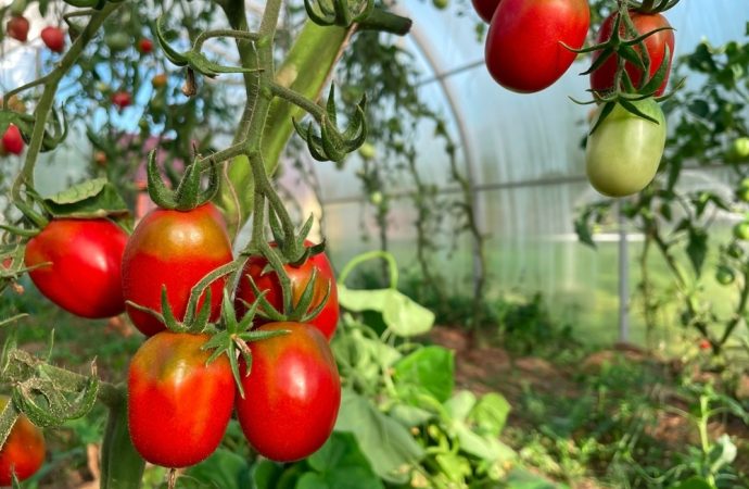 Cum să-ți protejezi culturile de legume cu serele de la Micul Fermier?